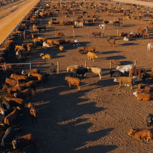 feedlot-large-scaled